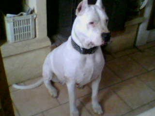 Tania, mn gro chi1 d'amour!!!!